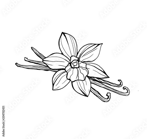 Hand drawing illustration, vanilla sticks and a flower. Outline, white background.