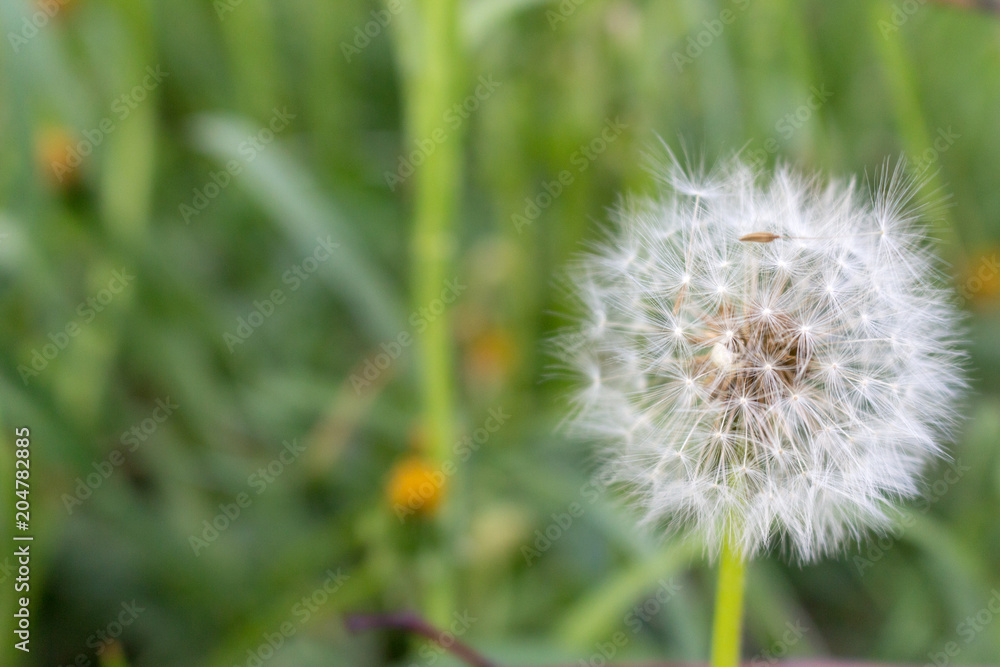 White dandelion flower in unfocused green grass. Flower closeup. White blowball macro. Field and meadow background. Spring and summer blossom concept. Garden plant growth. White dandelion flower in unfocused green grass. Flower closeup. White blowball macro. Field and meadow background. Spring and summer blossom concept. Garden plant growth.