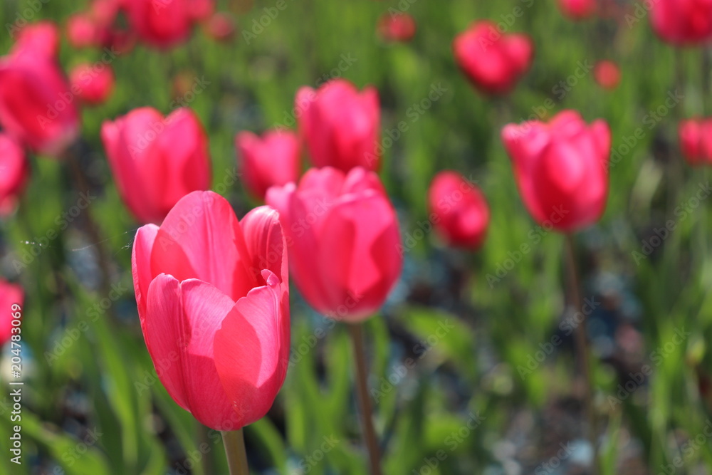 Pink tulips