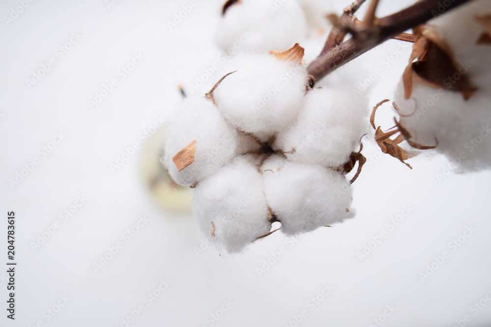Isolated cotton flower on white background top view with place for text