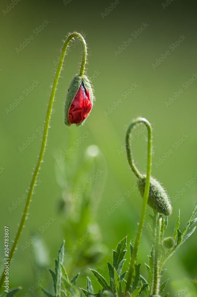 Obraz premium closeup of new poppy in a meadow at spring