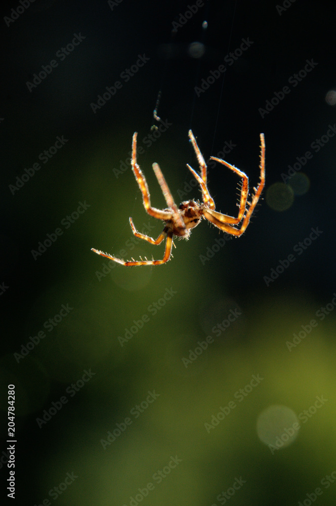 Naklejka premium Garden spider suspended in warm evening light