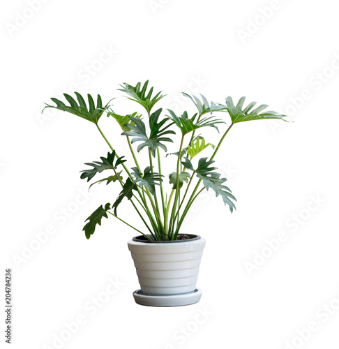 House plant in potted isolated on white background