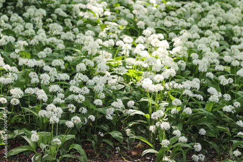 ramsons  buckrams or wild garlic  Allium ursinum  blooming in spring in the forest