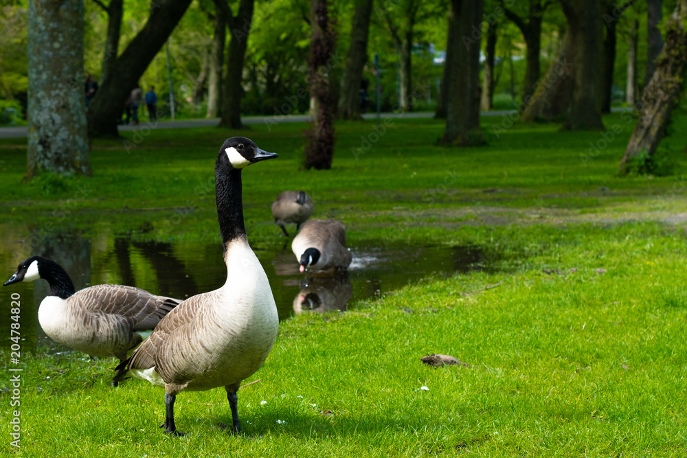 Obraz premium Goose in park