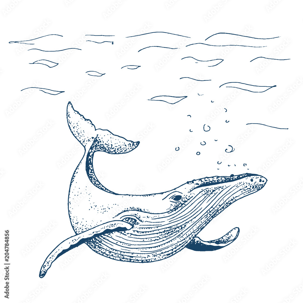Fototapeta premium Ilustracja wektorowa płetwal błękitny, szkic tuszem z dużym ssakiem pływającym. Na białym tle pływanie wielorybów w oceanie. Ręcznie rysowane ilustracji w abstrakcyjnym dziecięcym stylu.