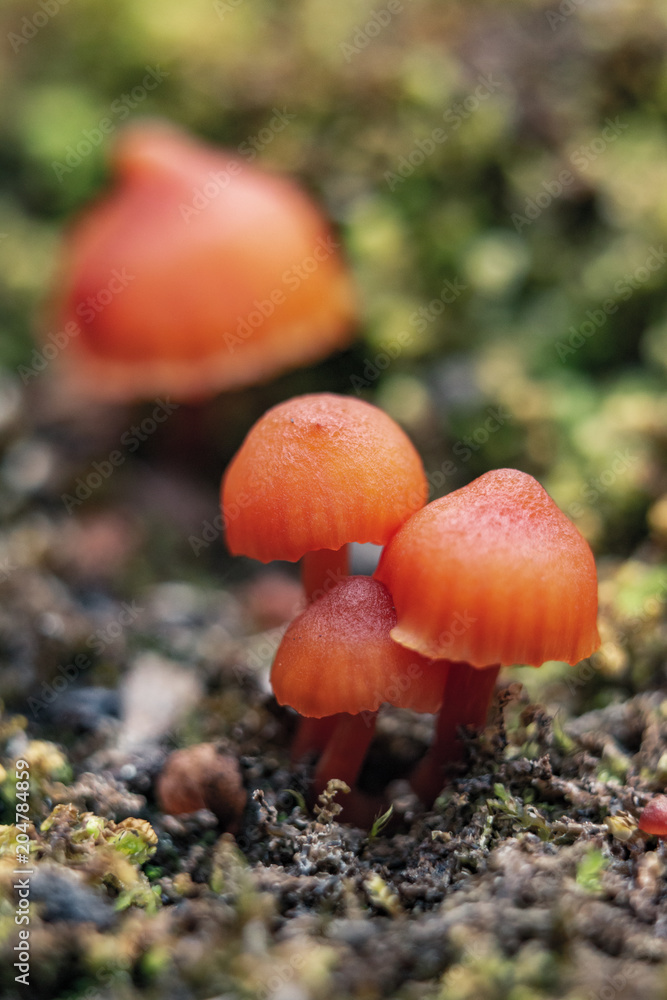 Mushroom closeup Mushroom closeup
