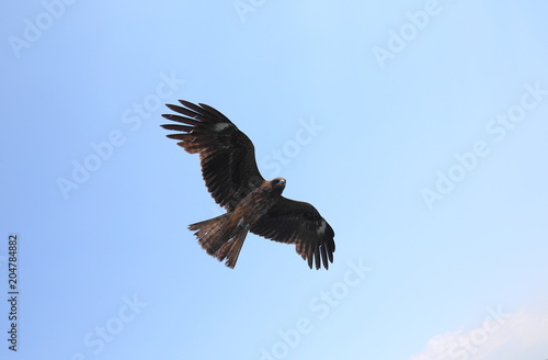 Black kite in blue sky background © tktktk