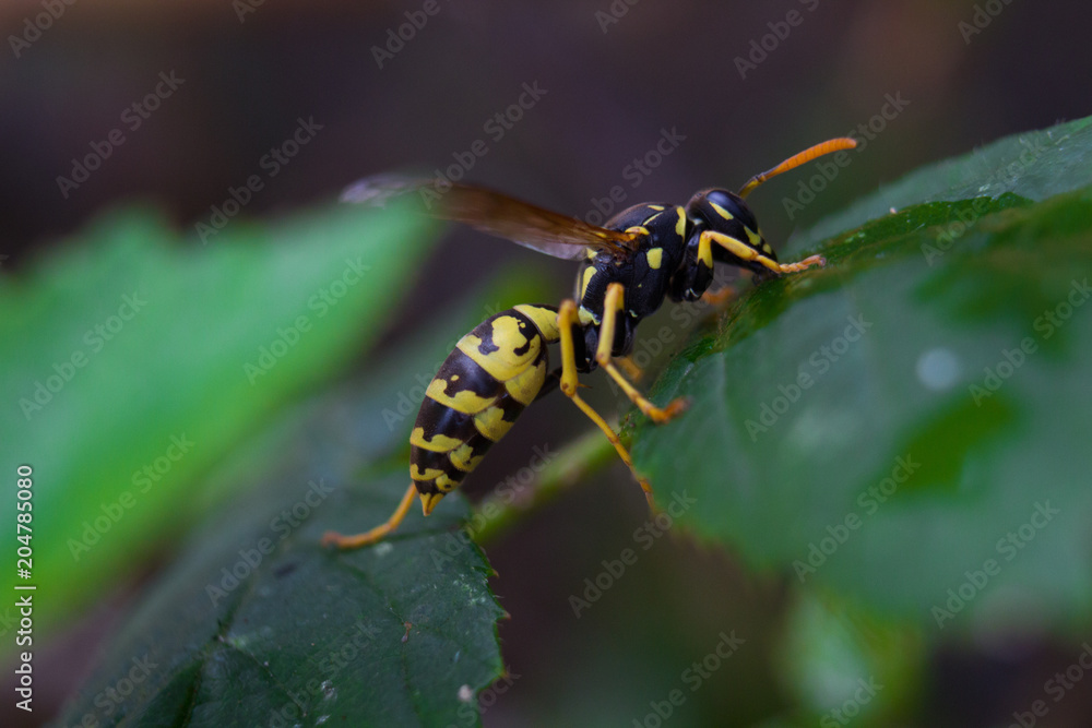 Fototapeta premium Wasp on leaf
