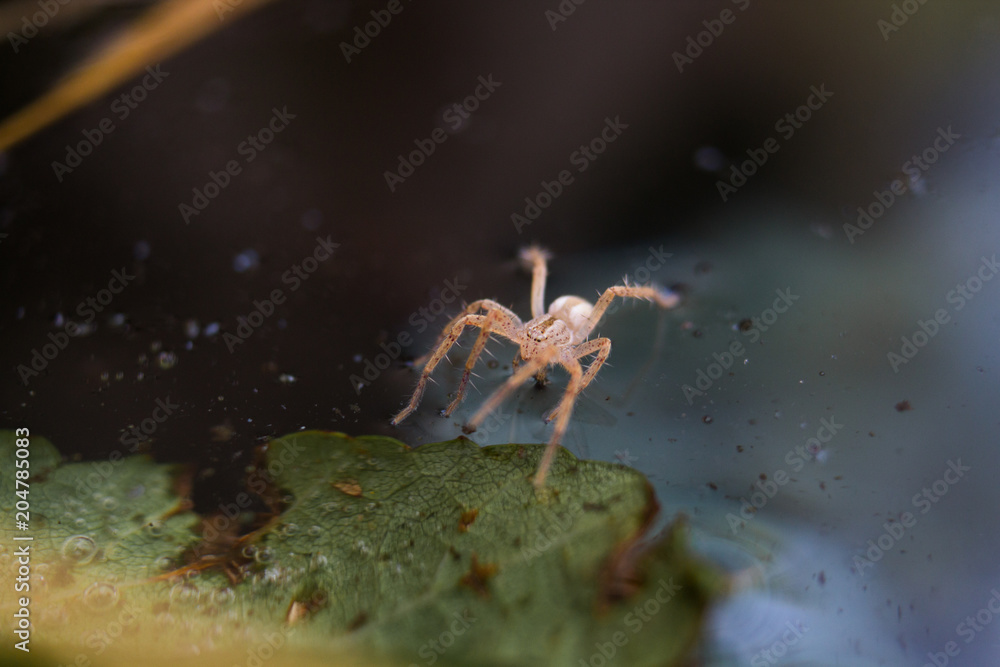 Spider on water