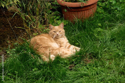 Belis the Giner Tomcat in Swiss village garden photo