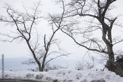 Winter tree in the snow © Thiradech