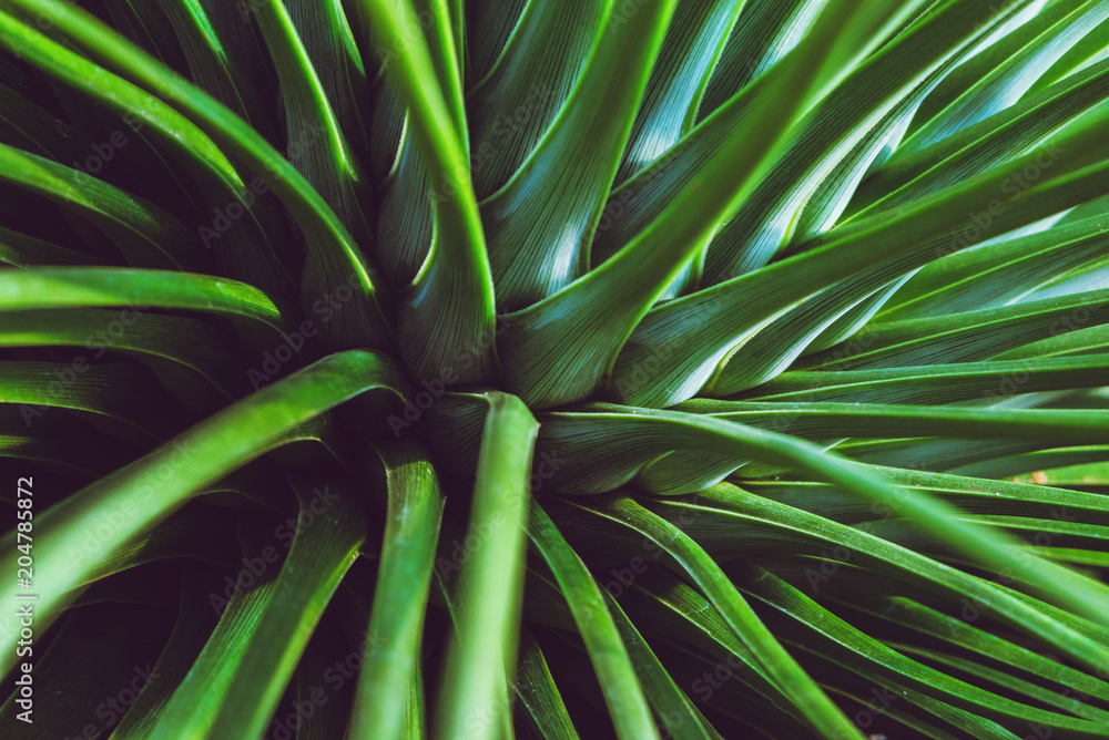 Fototapeta premium background nature cactus. Green cactus tree. Full frame