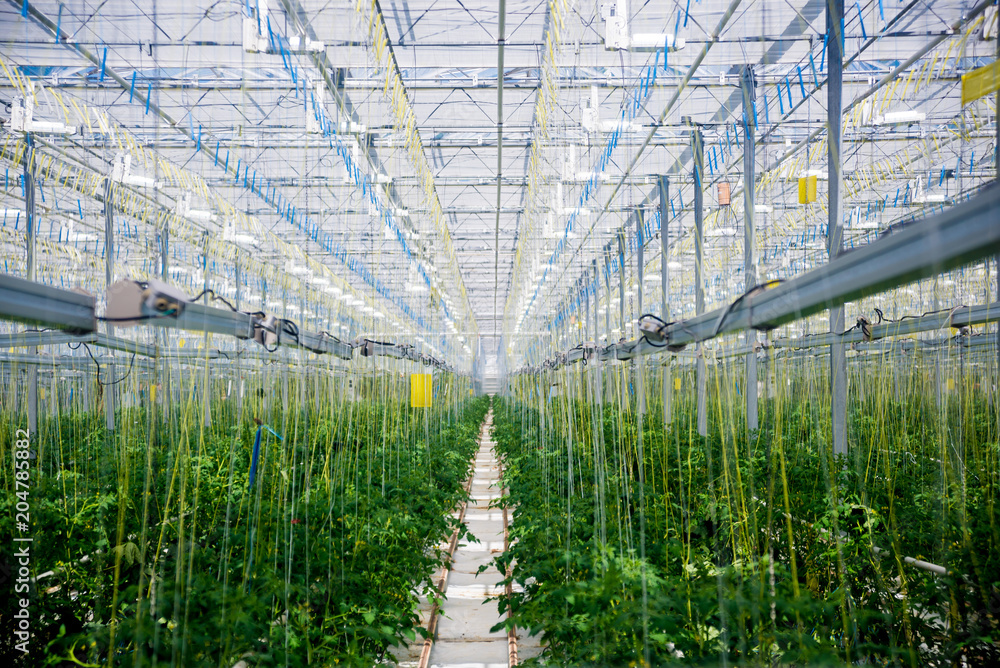 Rows of plants growing inside big industrial greenhouse.