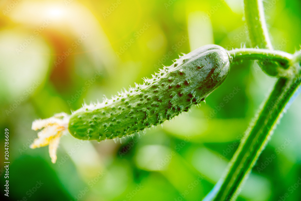 Fototapeta premium Long green cucumbers on a branch in a greenhouse