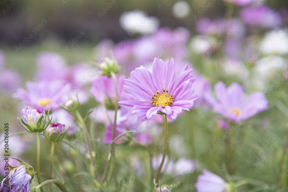 Close view of natural flower Cosmos Close view of natural flower Cosmos