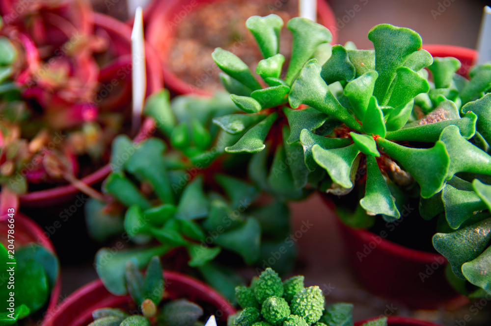 Unusual succulents in a planter. Succulent garden, background nature. Unusual succulents in a planter. Succulent garden, background nature.