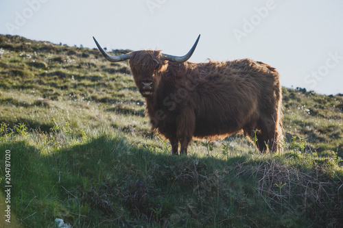 Scottish Highland Cow