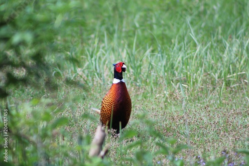 Wallpaper Mural 1 Torontodigital.ca