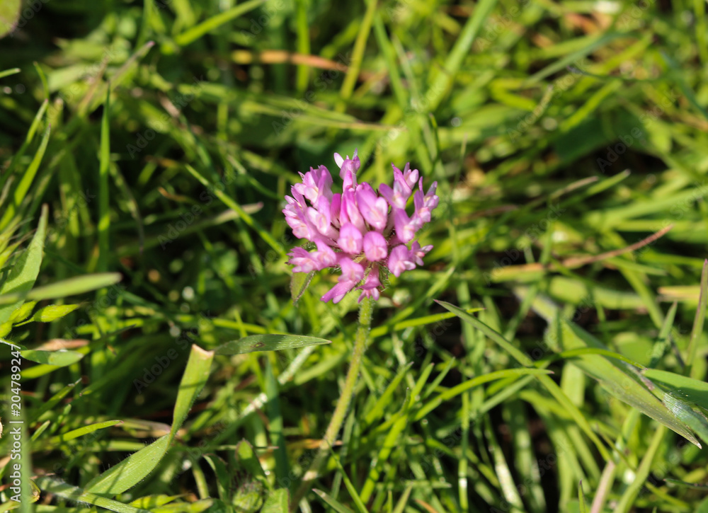 Close up of Red Clover (Trifolium pratense) blooming in spring Close up of Red Clover (Trifolium pratense) blooming in spring