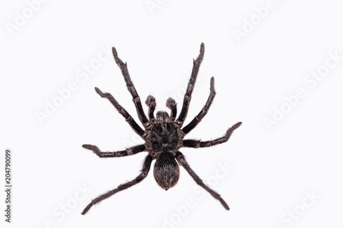 The common tarantula (Avicularia avicularia) is a species of tarantula that occurs in Central and South America..Isolated on white background.