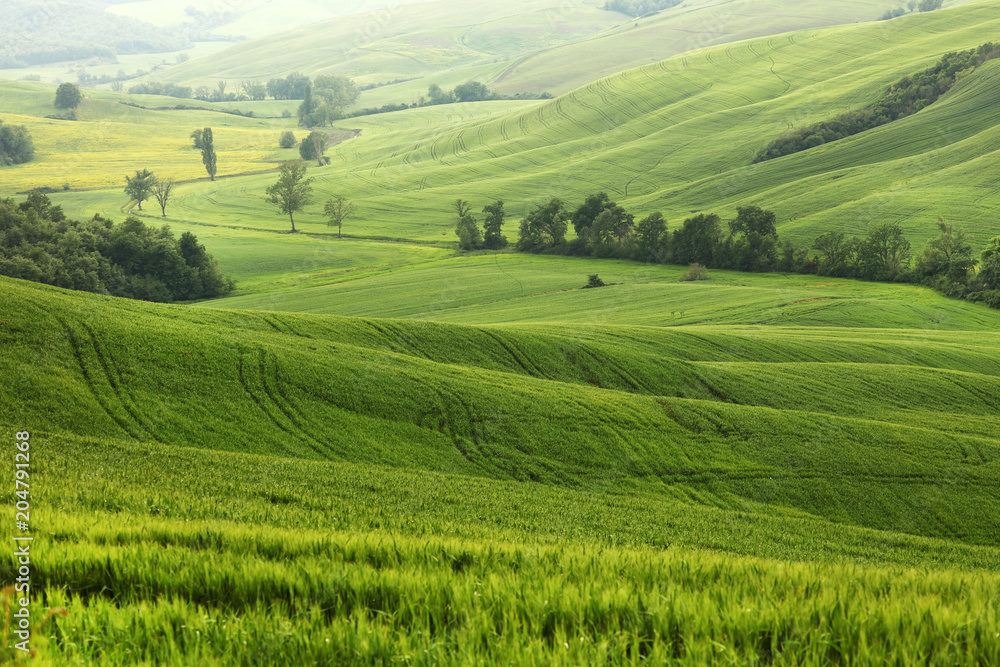 Fototapeta premium Summer landscape in Tuscany, Italy, Europe