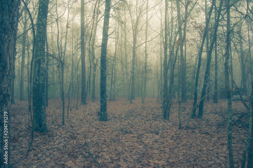 Spooky woods