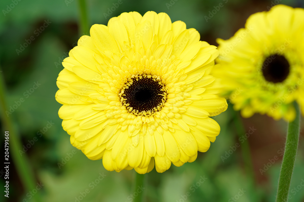 Obraz premium Gerbera Jamesonii, or vulgarly known as gerbera or African daisy