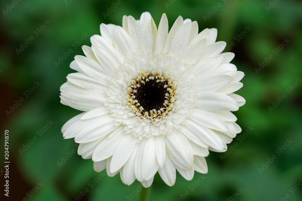 Gerbera Jamesonii, or vulgarly known as gerbera or African daisy Gerbera Jamesonii, or vulgarly known as gerbera or African daisy