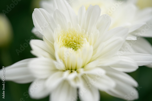 Gerbera Jamesonii, or vulgarly known as gerbera or African daisy