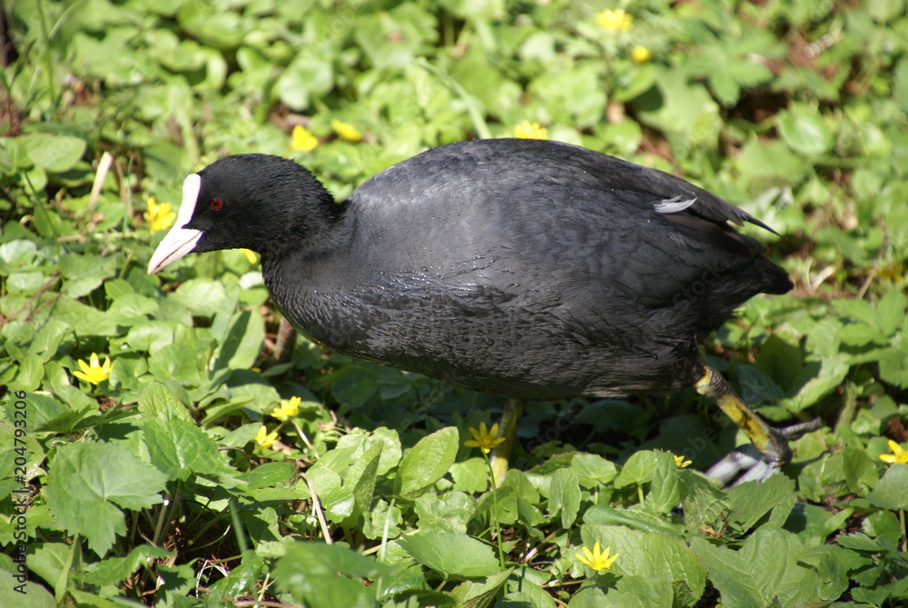 Obraz premium Blässhuhn gehend Fuß