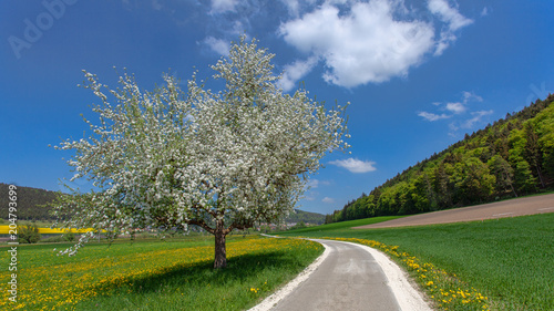 Wallpaper Mural Apfelbaum Torontodigital.ca