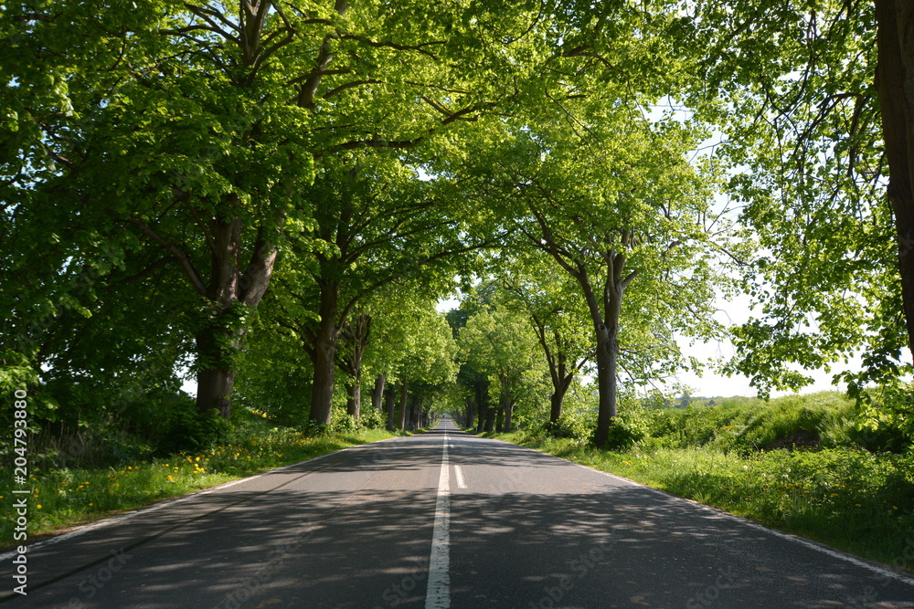 Deutsche Alleenstraße auf Rügen Deutsche Alleenstraße auf Rügen