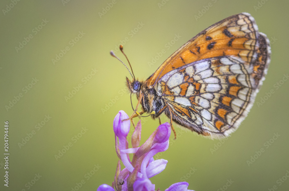 Fototapeta premium Schmetterling