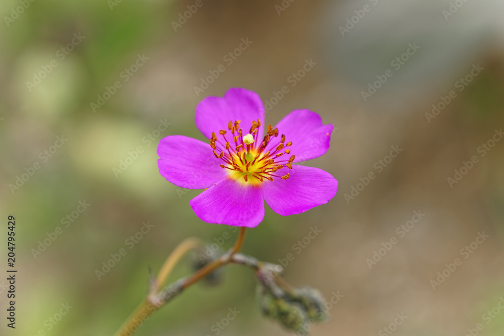 Cistanthe grandiflora, better known as pata guanaco. Endemica de Chile, is one of the flowers that also grows in the Atacama desert when it blooms. This photograph dates from September 2017 Cistanthe grandiflora, better known as pata guanaco. Endemica de Chile, is one of the flowers that also grows in the Atacama desert when it blooms. This photograph dates from September 2017