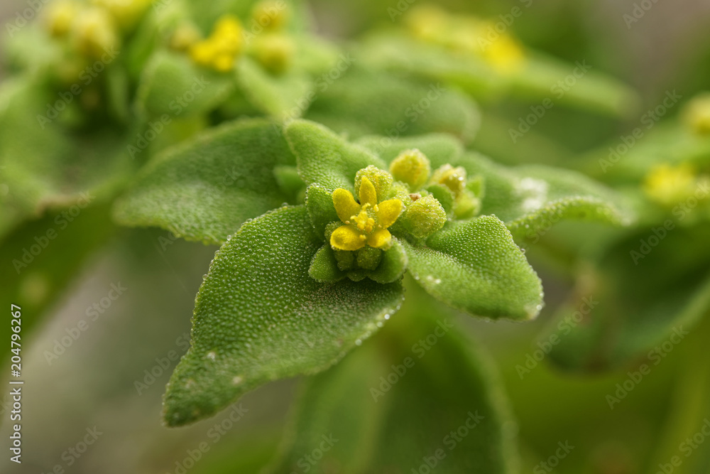 Tetragonia ovata, this species grows in the Atacama desert. This photo was taken this September of 2017, when the desert bloomed Tetragonia ovata, this species grows in the Atacama desert. This photo was taken this September of 2017, when the desert bloomed