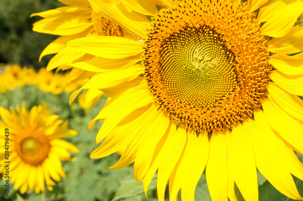 Close-up of the fresh sunflower. Close-up of the fresh sunflower.