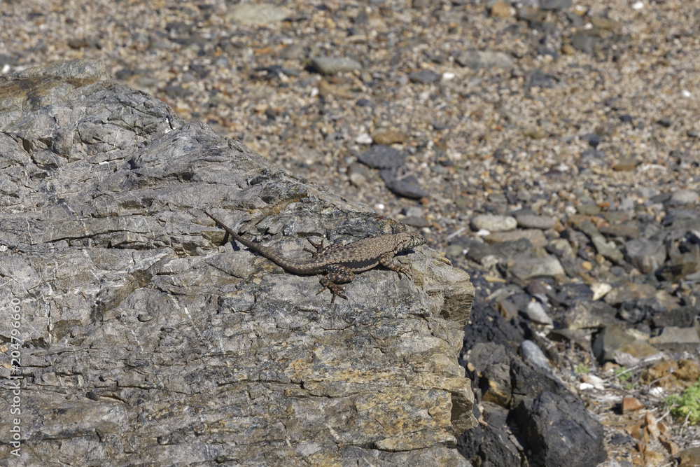 Tropidurus Atacamensis sunbathing on a rock Tropidurus Atacamensis sunbathing on a rock