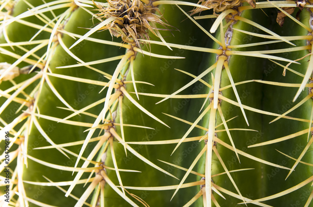 Spines on cactus, background cactus with spines Spines on cactus, background cactus with spines