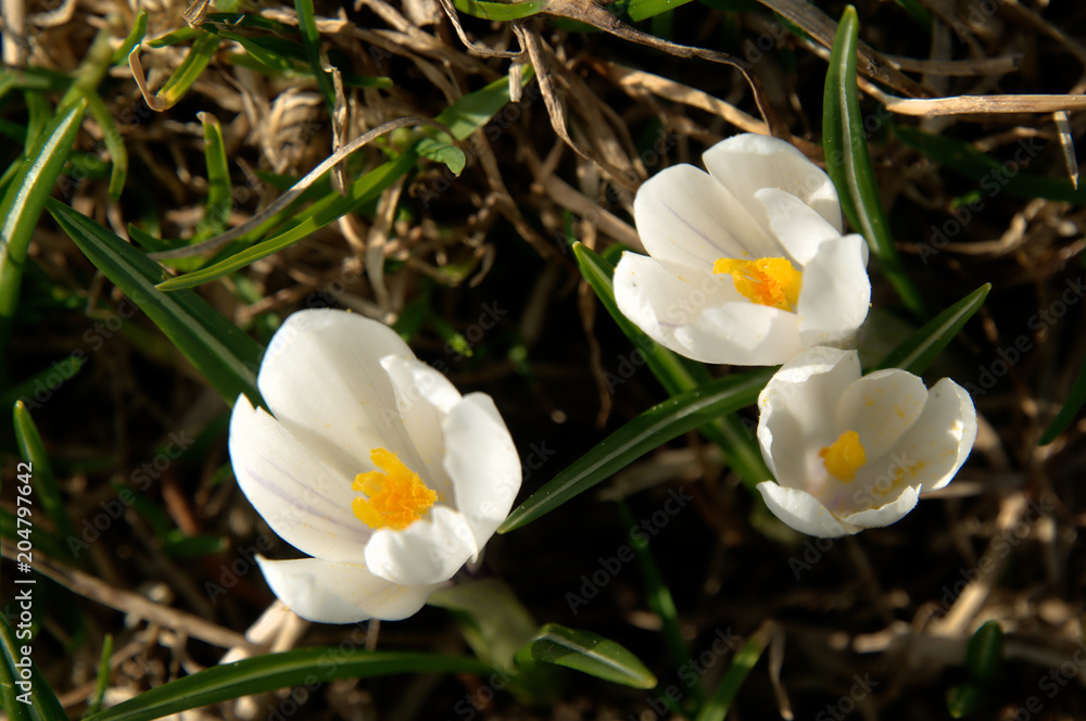 Alpine Wild Crocus on Flumserberg, Swiss Alps