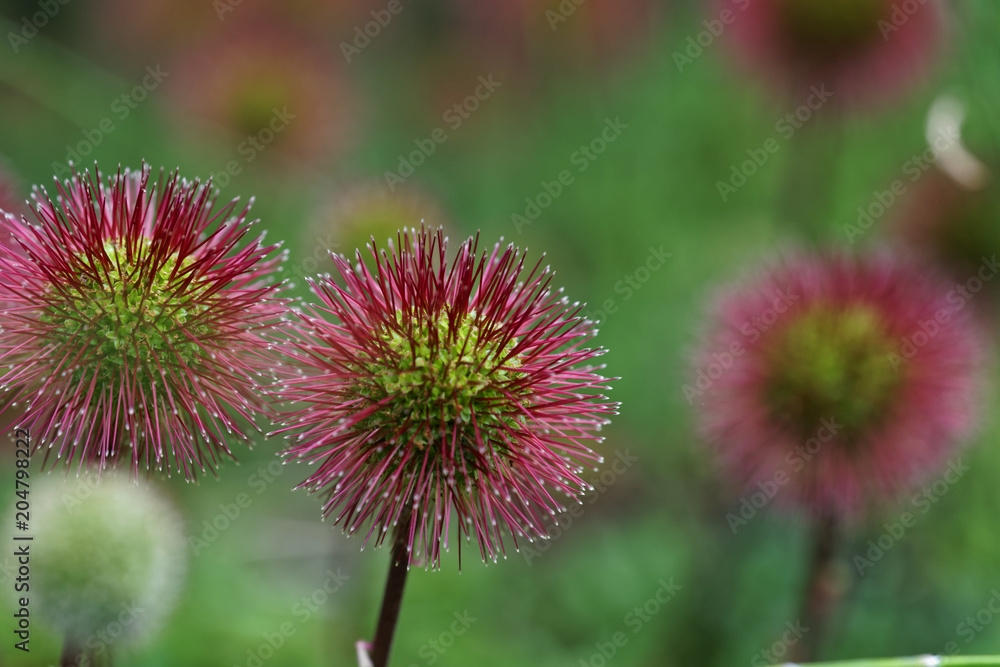 Acaena argentea better known in Chile as cadillo. It is a very common native species in the south central area of the country Acaena argentea better known in Chile as cadillo. It is a very common native species in the south central area of the country