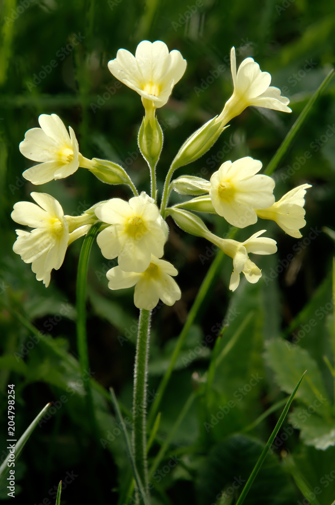 Obraz premium Primula elatior; oxlips in Swiss alpine meadow