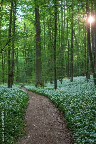 Bärlauch im Hainich Nationalpark