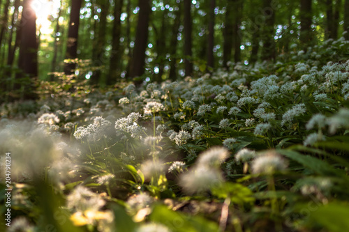 Bärlauch im Hainich Nationalpark