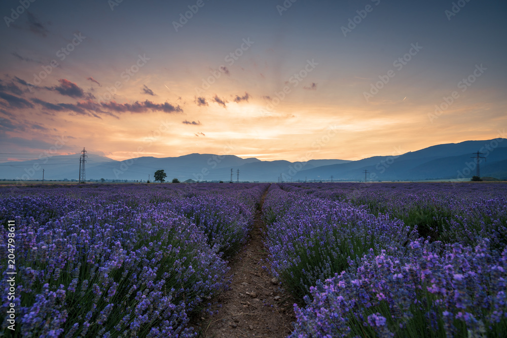 Naklejka premium Lavender flower field at sunset.