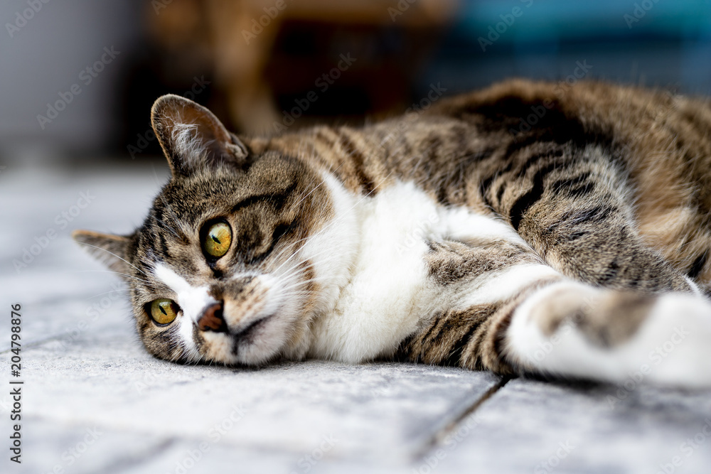 Katze ist traurig Katze ist traurig