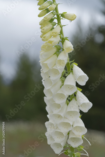 Digitalis Grandiflora or white foxglove, with raindrops in the corolla