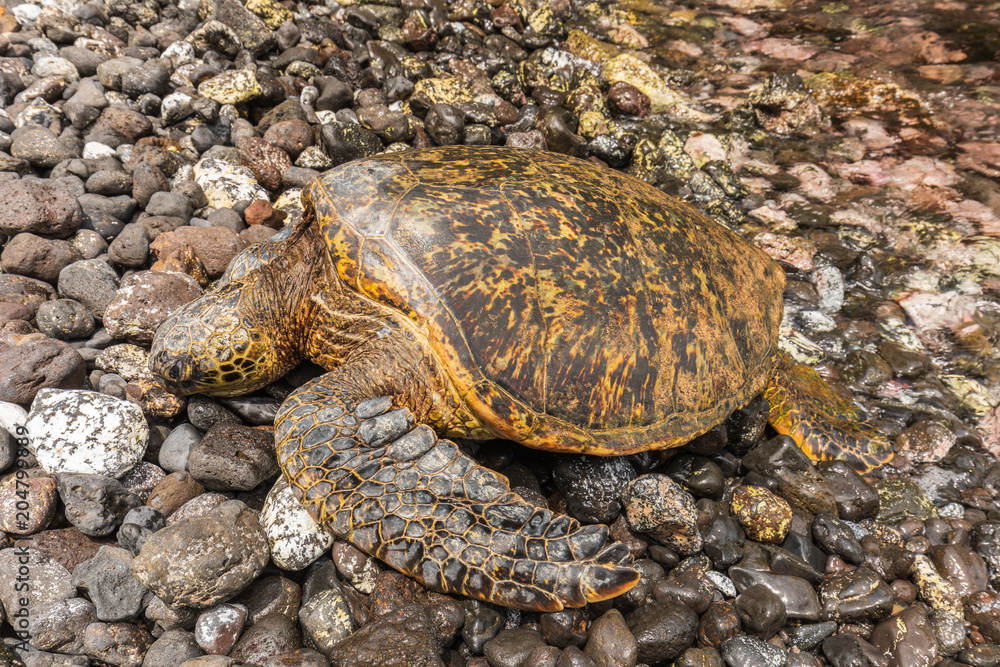 Fototapeta premium Green sea Turtle Resting on a Rocky Maui Beach