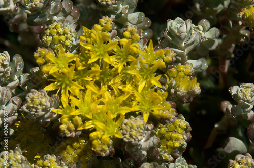 Yellow Alpine Saxifrage in Garden