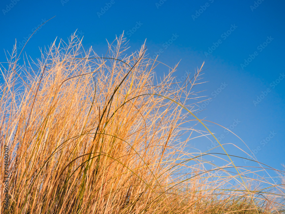 Ταπετσαρία Tall grass against blue sky - riparian forest of the Uruguay river (Uruguaiana,